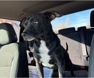 Chihuahua-Unknown Mix Dogs for adoption in Grafton, WI, USA