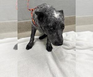 Mutt Dogs for adoption in Las Vegas, NV, USA