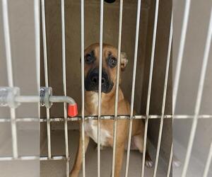Black Mouth Cur-Unknown Mix Dogs for adoption in Oklahoma City, OK, USA