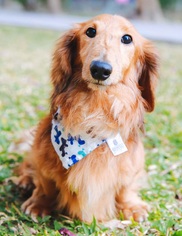 Dachshund Dogs for adoption in San Mateo, CA, USA