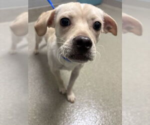 Chihuahua-Unknown Mix Dogs for adoption in Las Vegas, NV, USA