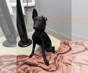 German Shepherd Dog-Unknown Mix Dogs for adoption in Las Vegas, NV, USA