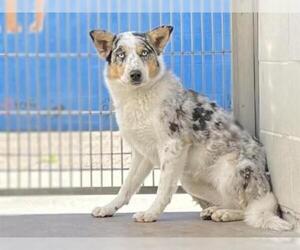 Australian Shepherd Dogs for adoption in Burbank, CA, USA