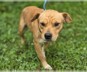 Mutt Dogs for adoption in Anniston, AL, USA