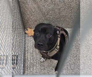 Mutt Dogs for adoption in Martinsburg, WV, USA