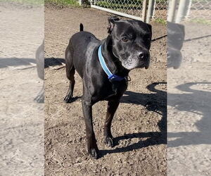 Labrador Retriever-Unknown Mix Dogs for adoption in Virginia Beach, VA, USA