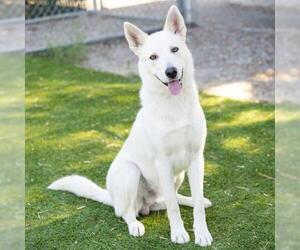Siberian Husky-Unknown Mix Dogs for adoption in Camarillo, CA, USA