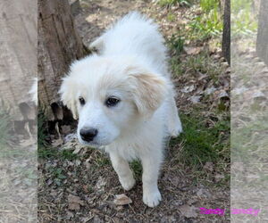 Great Pyrenees Dogs for adoption in Croydon, NH, USA