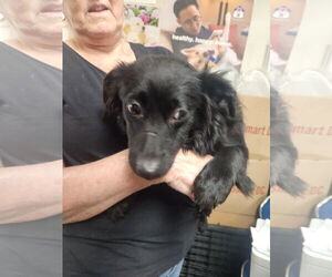 Dachshund-Spaniel Mix Dogs for adoption in Oakland Park, FL, USA