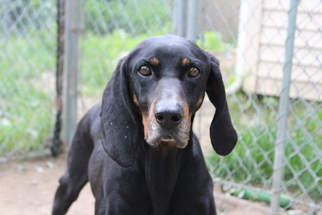Medium Photo #1 Black and Tan Coonhound Puppy For Sale in Armonk, NY, USA
