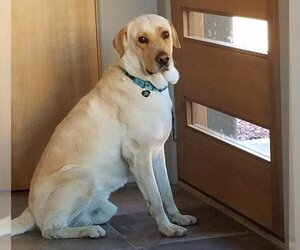 Labrador Retriever-Unknown Mix Dogs for adoption in Glendale, AZ, USA