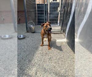 Black Mouth Cur-Unknown Mix Dogs for adoption in Frisco, CO, USA