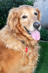 Golden Retriever Dogs for adoption in Glendale , AZ, USA