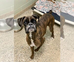 Boxer Dogs for adoption in Austin, TX, USA