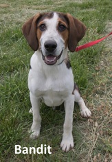 Treeing Walker Coonhound-Unknown Mix Dogs for adoption in Mountain View, AR, USA