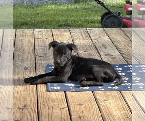 Labrador Retriever-Unknown Mix Dogs for adoption in Mount Pleasant, SC, USA