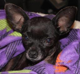 Chihuahua Dogs for adoption in Fort Worth, TX, USA