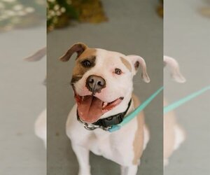 Bullypit Dogs for adoption in Denver, CO, USA