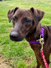 Plott Hound-Unknown Mix Dogs for adoption in Knoxville, TN, USA