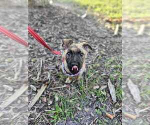 Mutt Dogs for adoption in Oakland Park , FL, USA