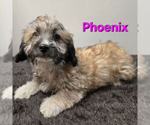 Spaniel-Unknown Mix Dogs for adoption in Modesto, CA, USA