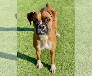 Boxer Dogs for adoption in Austin, TX, USA