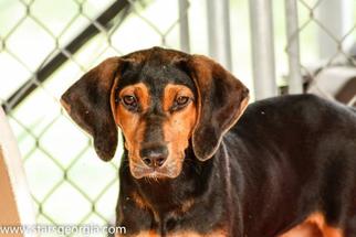 Mutt Dogs for adoption in Statesboro, GA, USA