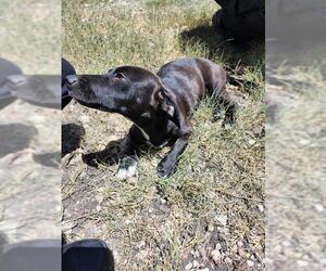 Dachshund-Unknown Mix Dogs for adoption in San Antonio, TX, USA