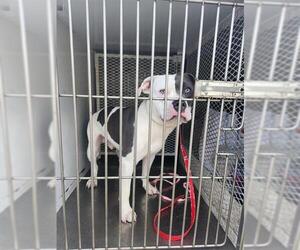 Mutt Dogs for adoption in Bakersfield, CA, USA