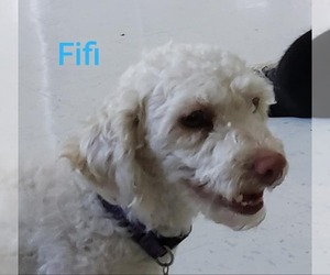 Poodle (Miniature) Dogs for adoption in Pipe Creek, TX, USA