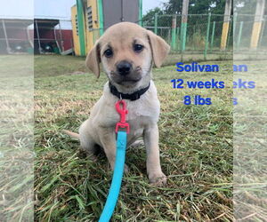 Labrador Retriever-Unknown Mix Dogs for adoption in Virginia Beach, VA, USA
