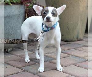 Jack-Rat Terrier Dogs for adoption in Palo Alto, CA, USA