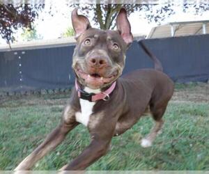 American Pit Bull Terrier Dogs for adoption in Washougal, WA, USA