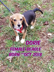 Beagle Dogs for adoption in Huddleston, VA, USA