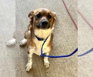 Mutt Dogs for adoption in Shreveport, LA, USA