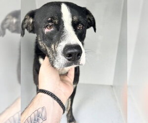 Labrador Retriever-Unknown Mix Dogs for adoption in Houston, TX, USA