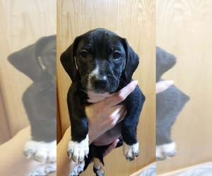 Labmaraner Dogs for adoption in Mankato, MN, USA