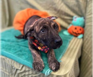 German Shepherd Dog Dogs for adoption in Lakewood, CO, USA