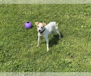 Mutt Dogs for adoption in Santa Cruz, CA, USA