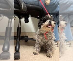 Shih Tzu Dogs for adoption in Bakersfield, CA, USA