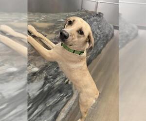 German Shepherd Dog-Unknown Mix Dogs for adoption in HESPERIA, CA, USA