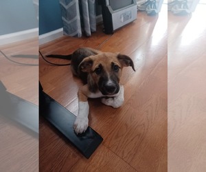 Mutt Dogs for adoption in Monterey, VA, USA