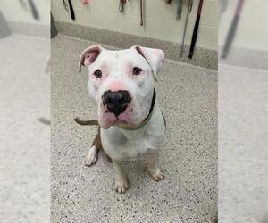 American Pit Bull Terrier Dogs for adoption in Brighton, CO, USA