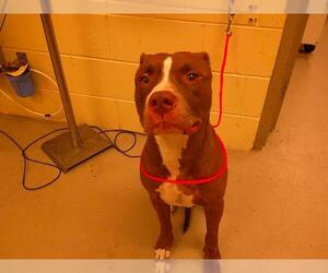 American Pit Bull Terrier Dogs for adoption in Sanford, FL, USA