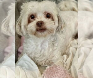 Medium Photo #1 Shih Tzu Puppy For Sale in Boca Raton, FL, USA