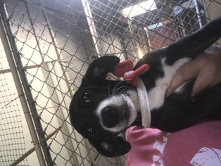Medium Photo #1 Rat Terrier-Unknown Mix Puppy For Sale in Metairie, LA, USA