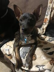 Labrador Retriever-Unknown Mix Dogs for adoption in Midland, TX, USA