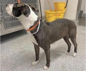 Mutt Dogs for adoption in Houston, TX, USA