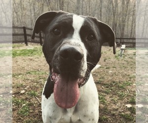 Lab-Pointer Dogs for adoption in Potomac, MD, USA