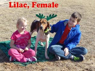 Medium Photo #1 Treeing Walker Coonhound Puppy For Sale in Williston, VT, USA